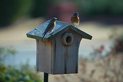 Eastern Bluebird House