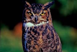 Great-horned Owl