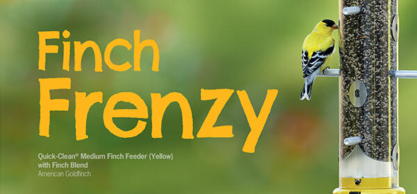 Finch Frenzy