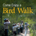 Enjoy a Bird Walk